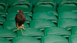 Rufus the Harris Hawk at Wimbledon