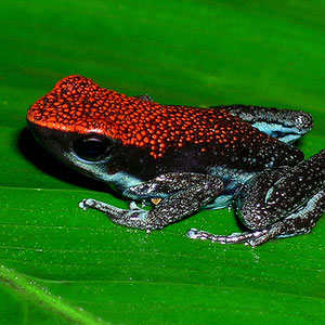 red-frog-jungle-photopin
