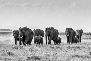 african-bush-elephant-283867_640