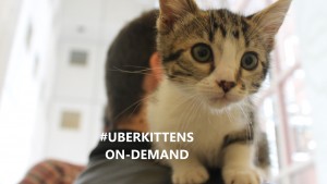 #uberkittens: Uber offers kitten delivery service in Australia for the first time