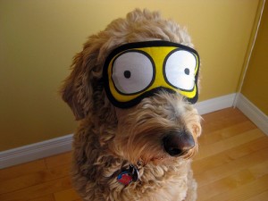 dog sleep beauty rest eys mask cover eyes wide open surprise