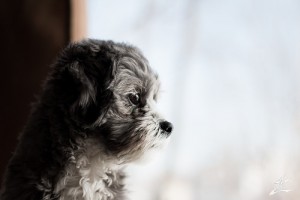 16656481108_61e049cc4c