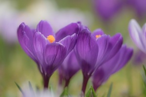 Crocuses