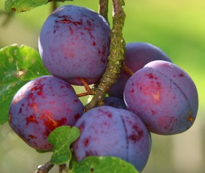 Plums