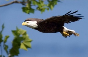 bald-eagle-674016_640