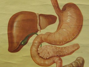 stomach intestines digestion digestive diagram