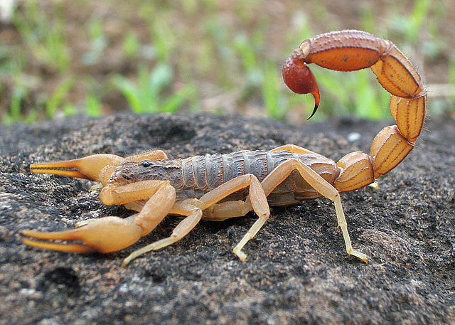 It just wants to be your friend! (Note: Not a native Arizonan scorpion, but I wouldn't be surprised.)  Image credit: Shantanu Kuveskar, CC 2012 https://commons.wikimedia.org/wiki/User:Shantanu_Kuveskar