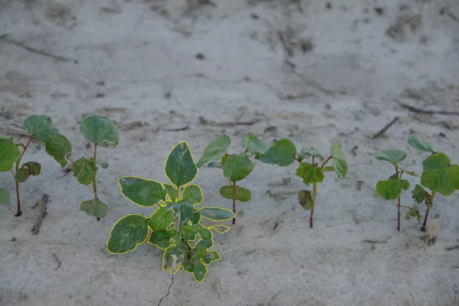 Identification of weeds versus cotton